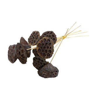 Casa Alegria Lotus Gigante | Natürlich | 40 cm | Pro 10 Stiele