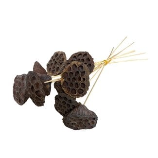 Casa Alegria Lotus Gigante | Natural | 40 cm | Per 10 stems