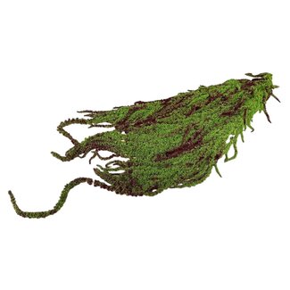 Casa Alegria Amaranthus Caudatus rouge vert - Amarante pendante | Fleurs préservées | Longueur ± 65 centimètres | Poids ± 125 grammes