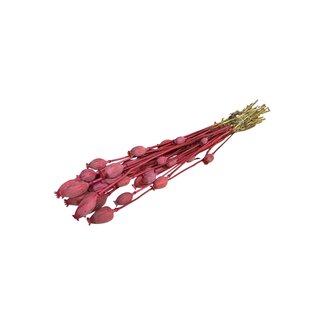 Dutch Dried Kirschfarbene Papaver Somniferum Trockenblumen | Länge ± 65 Zentimeter | Gewicht ± 200 Gramm