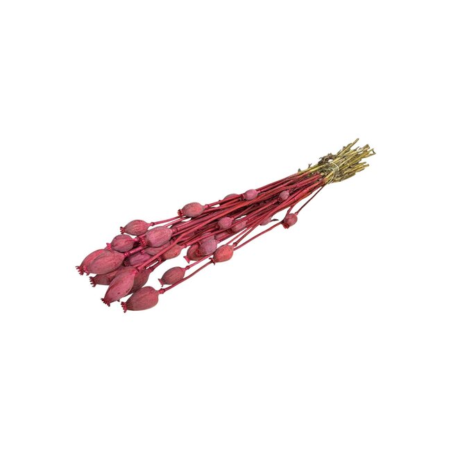 Fleurs séchées de Papaver Somniferum couleur cerise | Longueur ± 65 centimètres | Poids ± 200 grammes