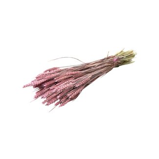 Dutch Dried Light Pink Triticum - Wheat Dried Flowers | Length ± 70 centimetres | Weight ± 175 grams