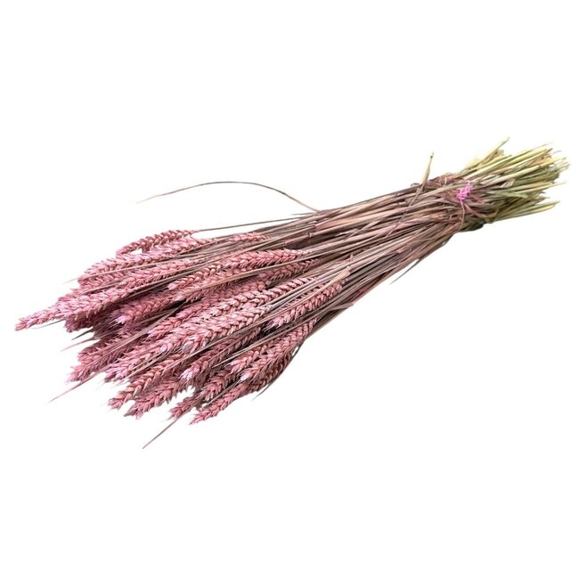 Hellrosa Triticum - Weizen Trockenblumen | Länge ± 70 Zentimeter | Gewicht ± 175 Gramm