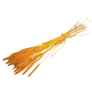 Dutch Dried Oranje Frosted Triticum - Tarwe droogbloemen | Lengte ± 70 centimeter | Gewicht ± 175 gram
