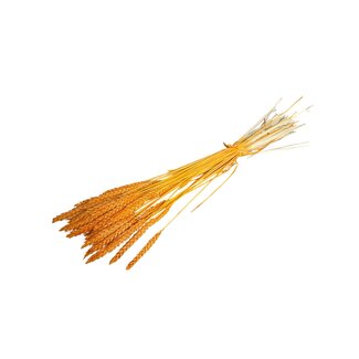 Dutch Dried Orange Frosted Triticum - Wheat dried flowers | Length ± 70 centimetres | Weight ± 175 grams