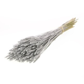 Dutch Dried Lila Triticum - Wheat dried flowers | Length ± 70 centimetres | Weight ± 175 grams