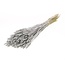 Lila Triticum - Wheat dried flowers | Length ± 70 centimetres | Weight ± 175 grams