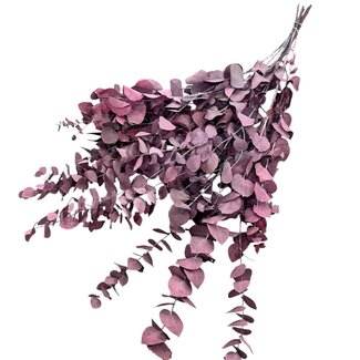 Dutch Dried Purple-Blue Eucalyptus Cinerea | Preserved | Length ± 65 centimetres | Weight ± 150 grams