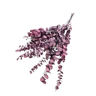 Dutch Dried Purple-Blue Eucalyptus Cinerea | Preserved | Length ± 65 centimetres | Weight ± 150 grams