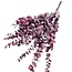 Eucalyptus Cinerea Bleu Violet | Préservé | Longueur ± 65 centimètres | Poids ± 150 grammes