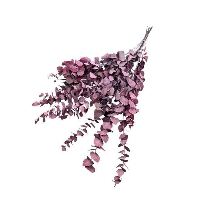 Purple-Blue Eucalyptus Cinerea | Preserved | Length ± 65 centimetres | Weight ± 150 grams