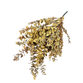 Dutch Dried Gele Eucalyptus Cinerea | Gepreserveerd | Lengte ± 65 centimeter | Gewicht ± 150 gram