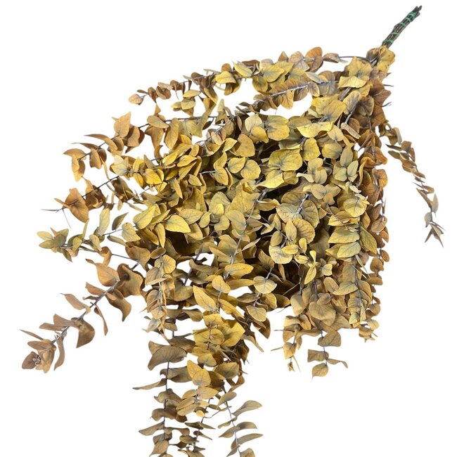 Gele Eucalyptus Cinerea | Gepreserveerd | Lengte ± 65 centimeter | Gewicht ± 150 gram