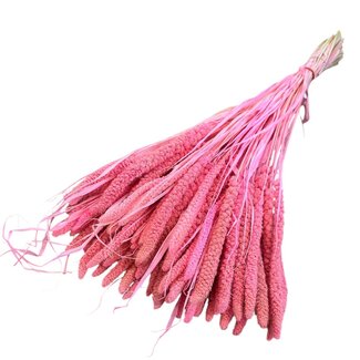 Dolce Vita Setarea séchées blanchies rose | Longueur ± 65 centimètres | Poids ± 130 grammes