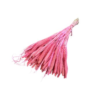 Dolce Vita Roze gebleekte Setarea droogbloemen | Lengte ± 65 centimeter | Gewicht ± 130 gram