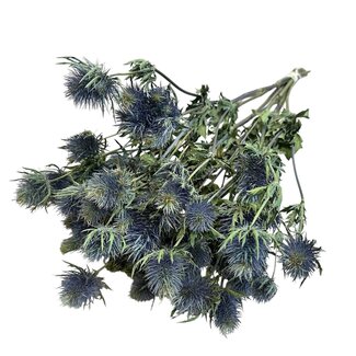 Dutch Dried Natural blue Eryngium dried flowers | Length ± 50 centimetres | Per 10 stems