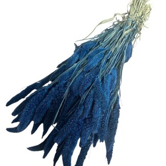 Dutch Dried Dark blue Setarea dried flowers | Length ± 70 centimetres | Weight ± 150 grams