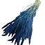 Dark blue Setaria dried flowers | Length ± 70 centimetres | Weight ± 150 grams