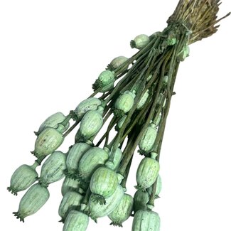 Dutch Dried Pavot Somniferum vert fleurs séchées | Longueur ± 65 centimètres | Poids ± 200 grammes