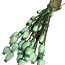 Pavot Somniferum vert fleurs séchées | Longueur ± 65 centimètres | Poids ± 200 grammes