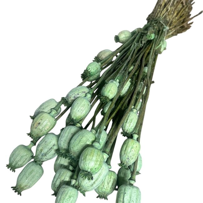 Green Papaver Somniferum dried flowers | Length ± 65 centimetres | Weight ± 200 grams