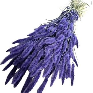 Dutch Dried Setarea séchées violet foncé | Longueur ± 70 centimètres | Poids ± 150 grammes