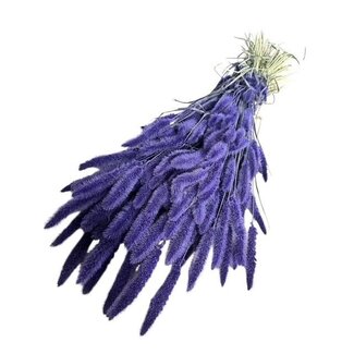 Dutch Dried Dark Purple Setaria Dried Flowers | Length ± 70 centimetres | Weight ± 150 grams