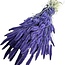 Donkerpaarse Setarea droogbloemen | Lengte ± 70 centimeter | Gewicht ± 150 gram