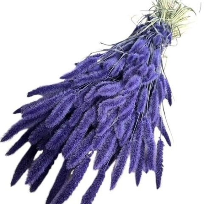 Dark Purple Setaria Dried Flowers | Length ± 70 centimetres | Weight ± 150 grams
