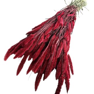 Dutch Dried Rode Setarea droogbloemen | Lengte ± 70 centimeter | Gewicht ± 150 gram