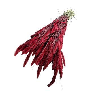 Dutch Dried Setarea séchée rouge | Longueur ± 70 centimètres | Poids ± 150 grammes