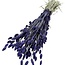 Purple Phalaris dried flowers | Length ± 65 centimetres | Weight ± 175 grams