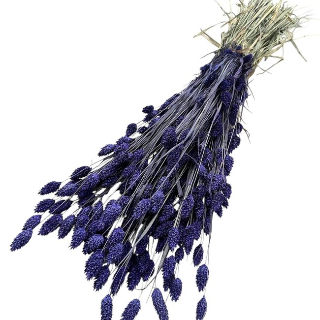 Phalaris séchées violettes | Longueur ± 65 centimètres | Poids ± 175 grammes