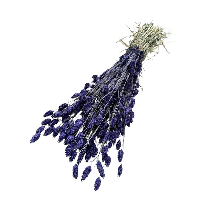 Purple Phalaris dried flowers | Length ± 65 centimetres | Weight ± 175 grams