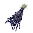 Purple Phalaris dried flowers | Length ± 65 centimetres | Weight ± 175 grams