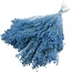 Hellblaue Broom Bloom Trockenblumen | Länge ± 55 Zentimeter | Gewicht 125 Gramm