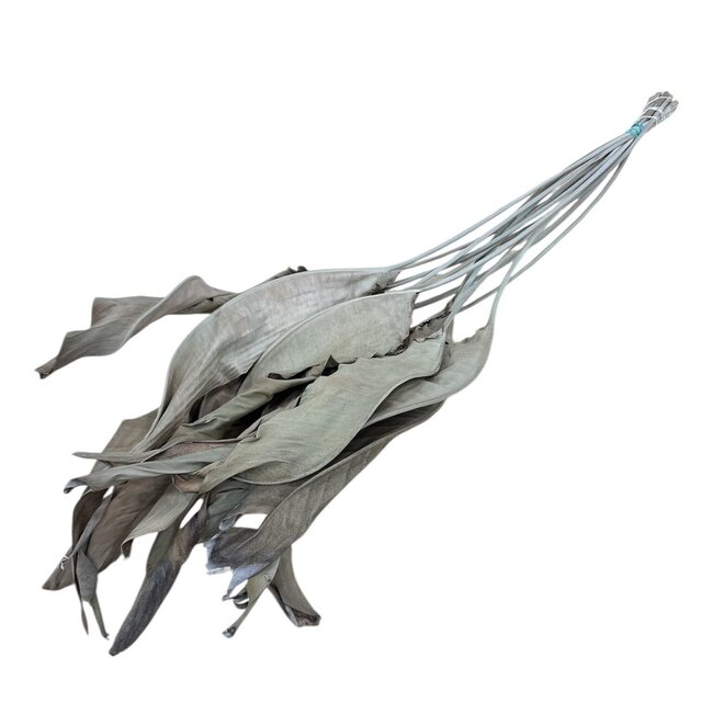 Naturally dried Strelitzia leaves | Length ± 70 centimetres | Per 10 stems
