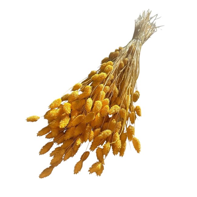 Yellow Phalaris dried flowers | Length ± 65 centimetres | Weight ± 150 grams