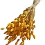 Yellow Phalaris dried flowers | Length ± 65 centimetres | Weight ± 150 grams