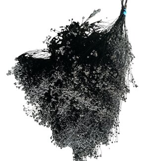 Casa Alegria Bloom de Broom Noir fleurs séchées | Longueur ± 55 centimètres | Poids 125 grammes