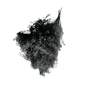 Casa Alegria Bloom de Broom Noir fleurs séchées | Longueur ± 55 centimètres | Poids 125 grammes