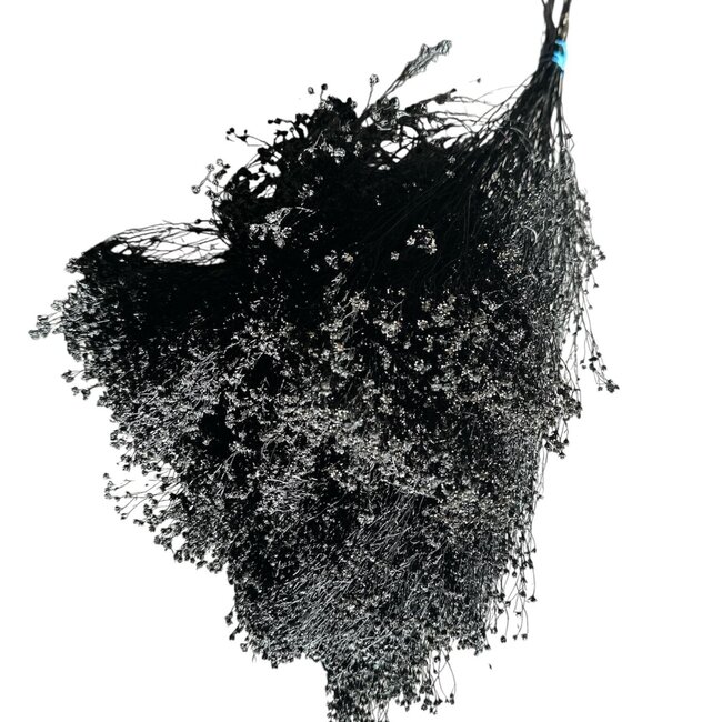 Schwarze Broom Bloom Trockenblumen | Länge ± 55 Zentimeter | Gewicht 125 Gramm