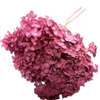 Casa Alegria Donkerroze gebleekte Hydrangea Cabeza | Gepreserveerde Hortensia | Lengte ± 70 gram | Per stuk