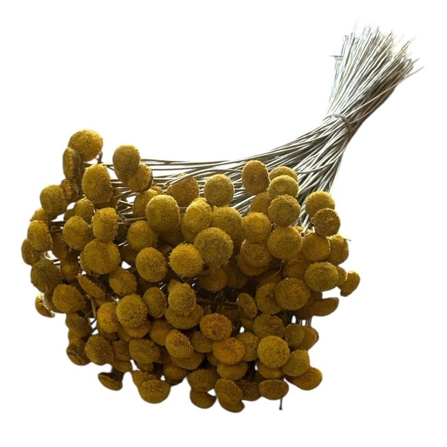 Botao jaune fleurs séchées | Longueur ± 45 centimètres | Poids ± 100 grammes