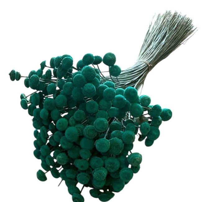 Aquablauwe Botao droogbloemen | Lengte ± 45 centimeter | Gewicht ± 100 gram