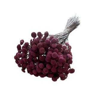 Casa Alegria Milka Lila Botao Trockenblumen | Länge ± 45 Zentimeter | Gewicht ± 100 Gramm