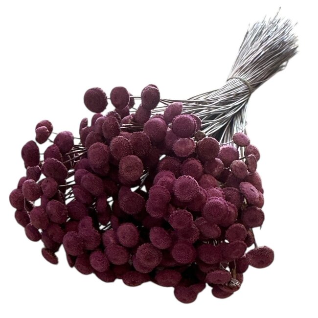 Milka Purple Botao dried flowers | Length ± 45 centimetres | Weight ± 100 grams