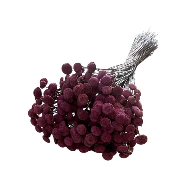 Milka Purple Botao dried flowers | Length ± 45 centimetres | Weight ± 100 grams