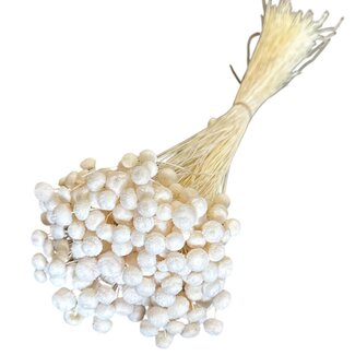 Casa Alegria Wit gebleekte Botao droogbloemen | Lengte ± 45 centimeter | Gewicht ± 100 gram