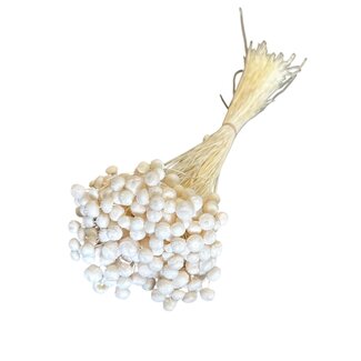 Casa Alegria White bleached Botao dried flowers | Length ± 45 centimetres | Weight ± 100 grams